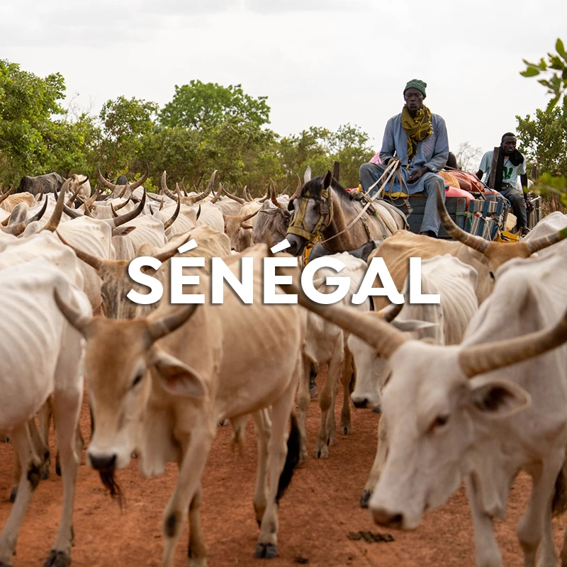 senegal-b-fr